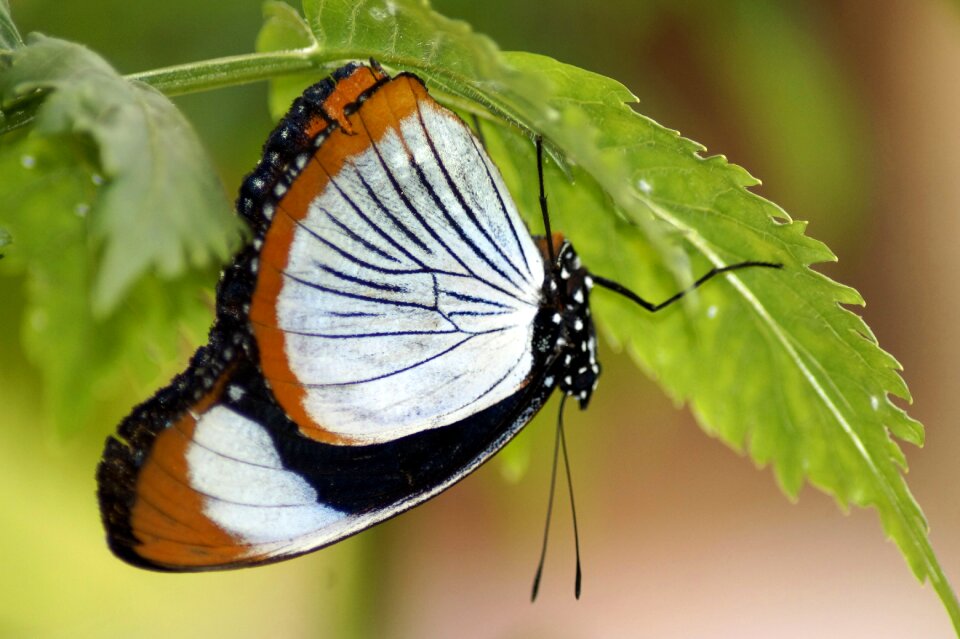 Exotic tropical animal