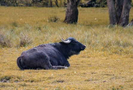 Nature animal world buffalo
