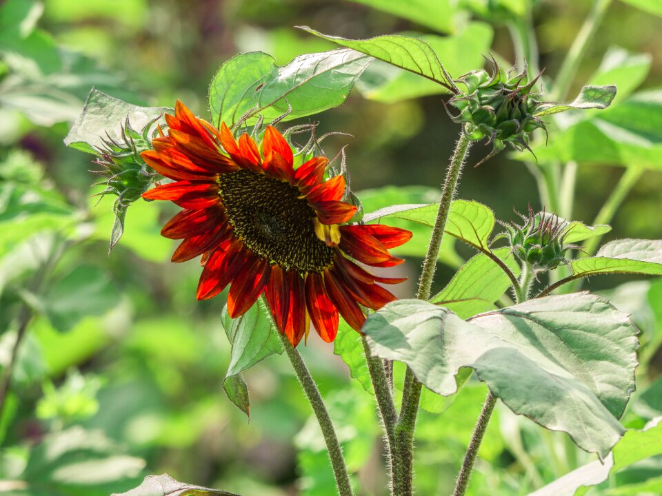 Nature sunny summer