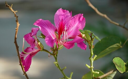 Butterfly tree hawaiian orchid tree purple