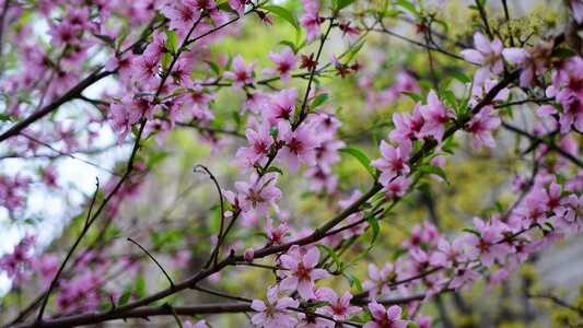 Cherry tree plants spring
