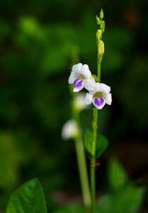 Flower background nature