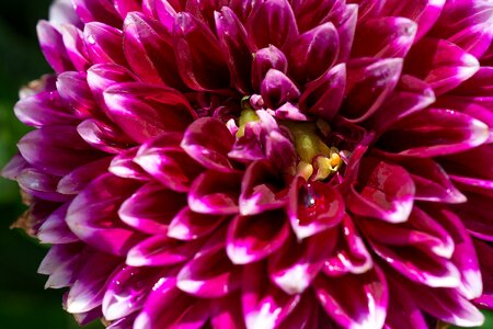 Blossom bloom dahlia garden photo