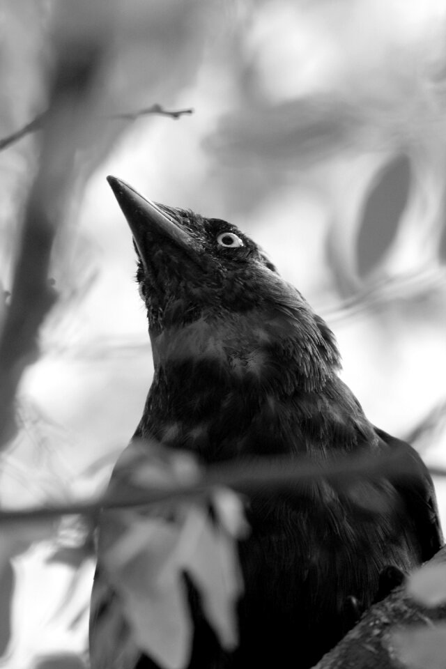Animal nature black