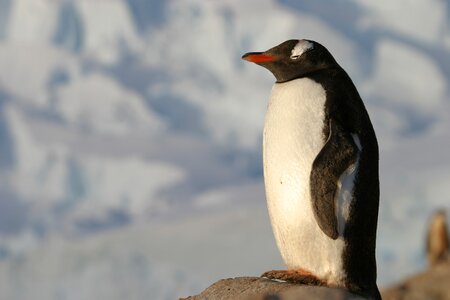 Penguin animal snow photo
