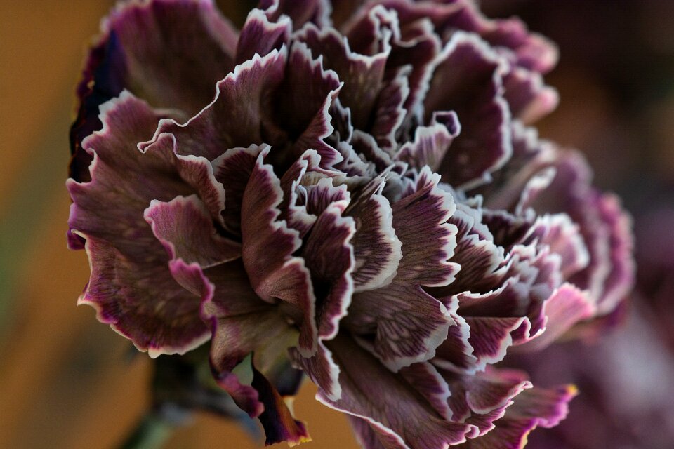 Bloom double flower schnittblume