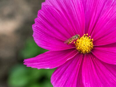 Pink bee macro photo