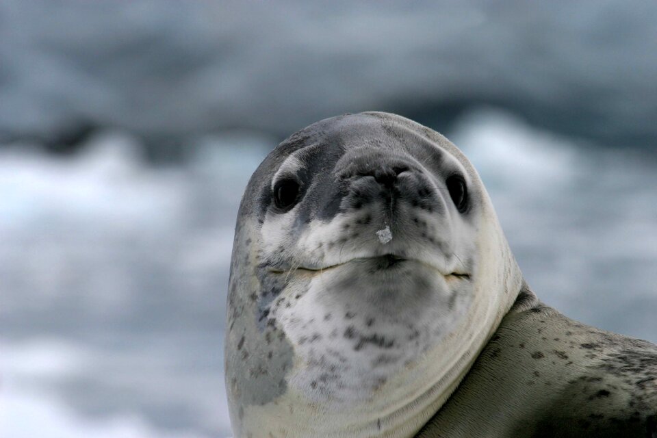 Antartica animal nature
