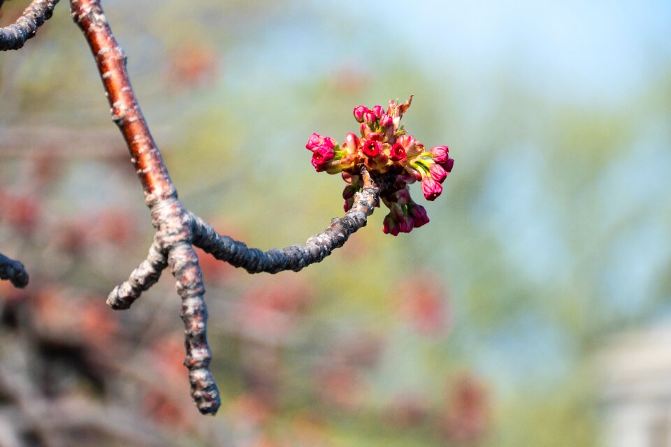 Outdoors tree branch