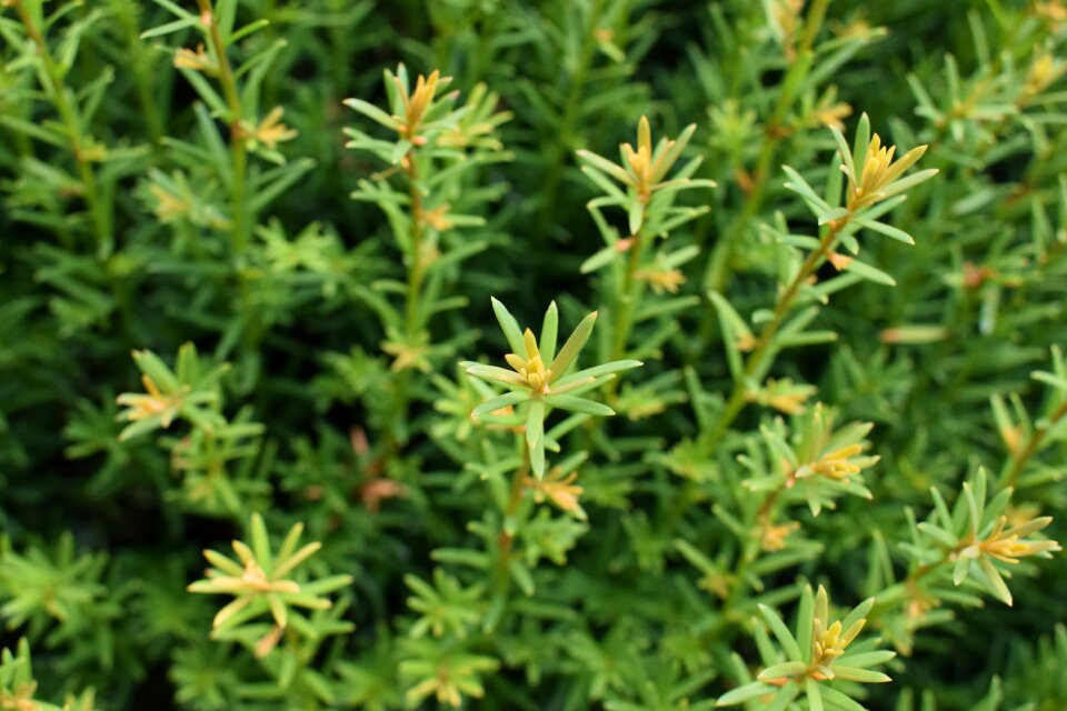 Leaves garden nature