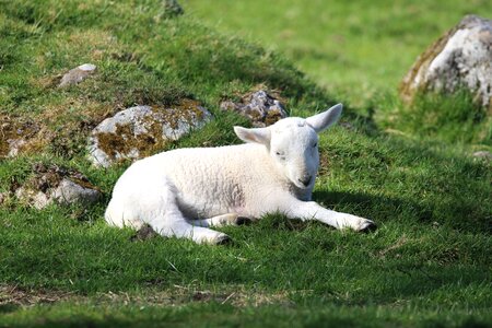 Sleeping resting grass