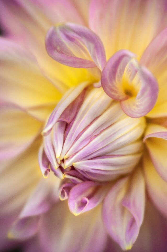 Plant bloom blossom