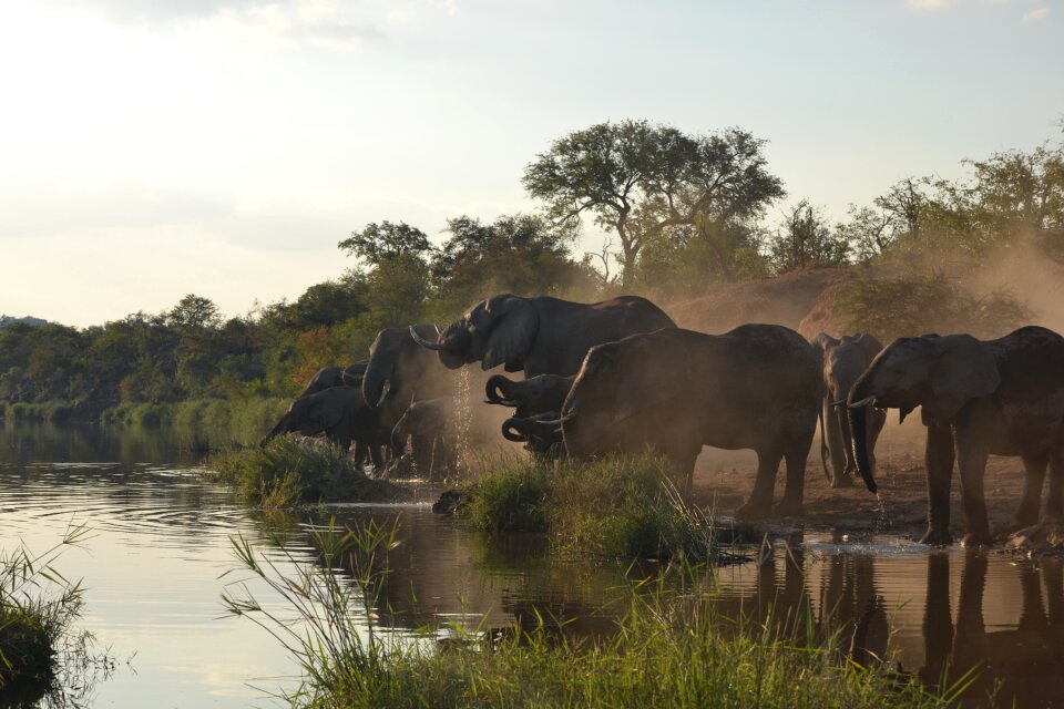 Wildlife elephant kruger park