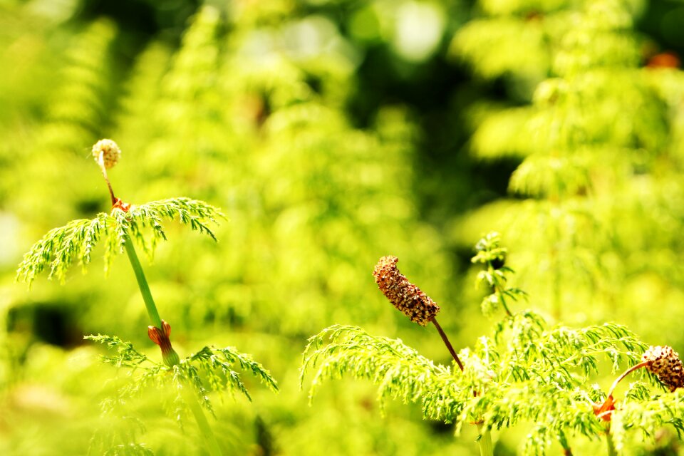 Nature plant green
