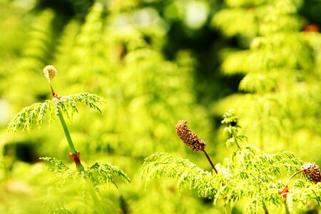 Nature plant green