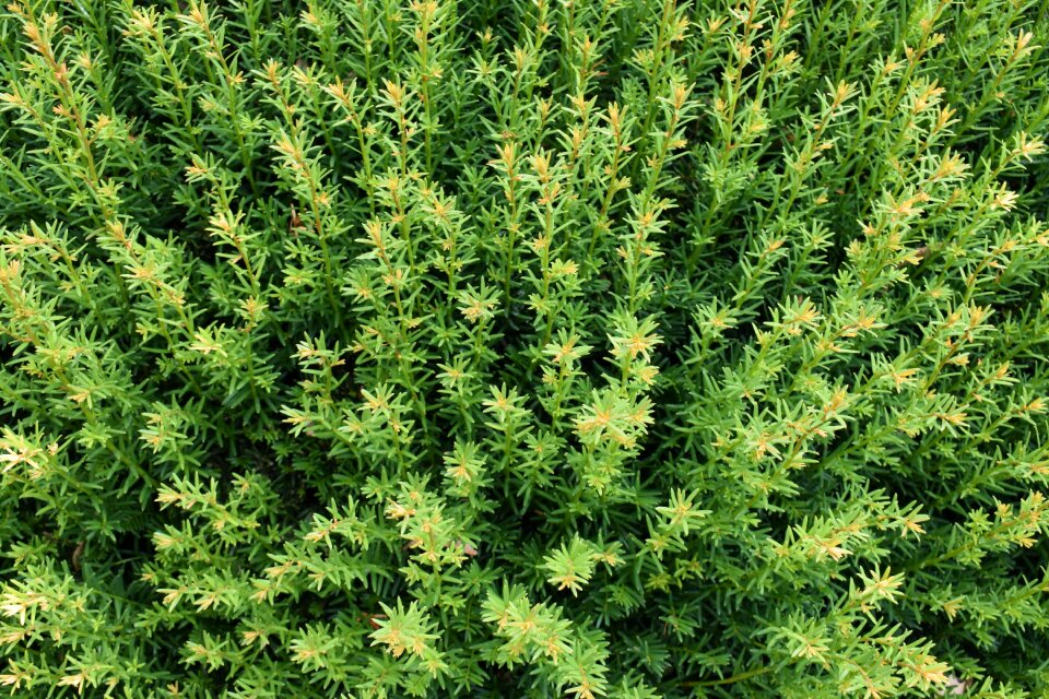 Nature foliage drive