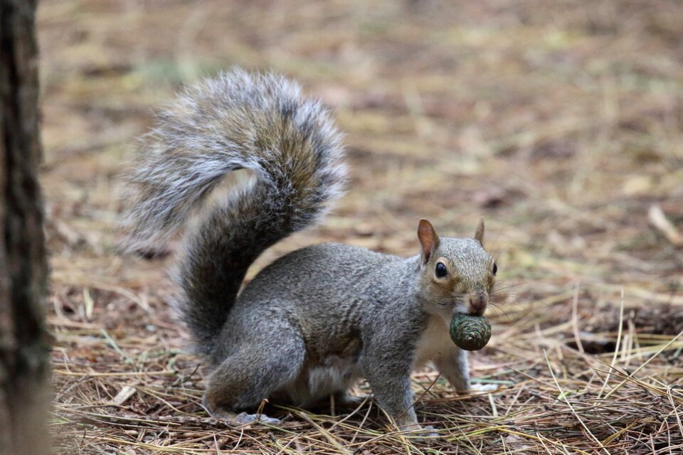 Nut in mouth forest floor pine needles