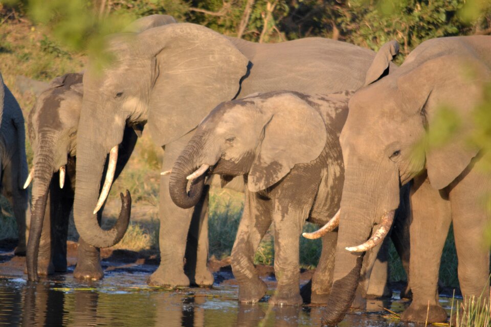 Wildlife elephant kruger park