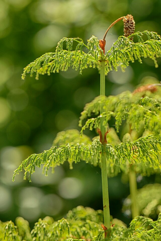 Plant green green growth