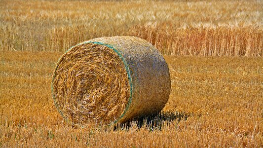 Agriculture harvest golden