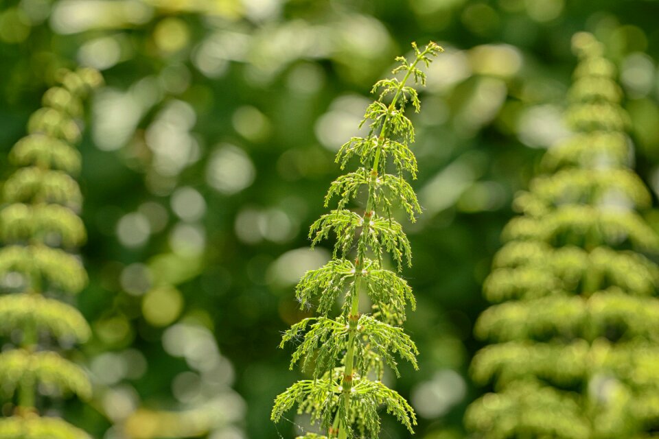 Plant green green growth