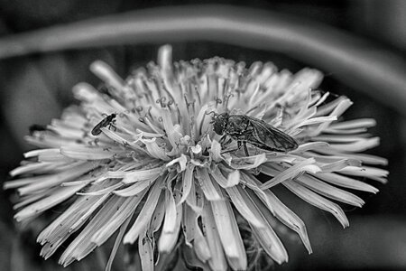 Spring flower dandelion nature