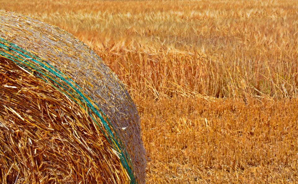 Agriculture harvest golden