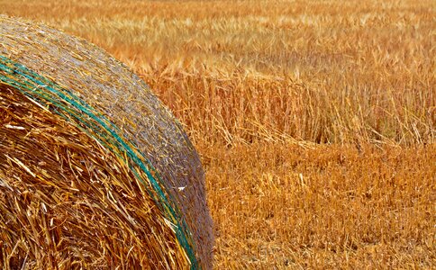 Agriculture harvest golden