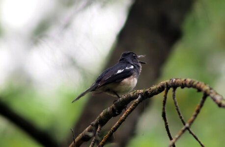 Outdoors little animal photo