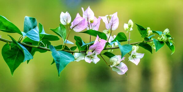 Delicate flower branch