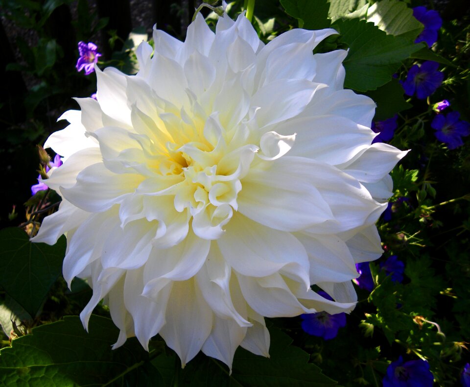 Bloom flower garden