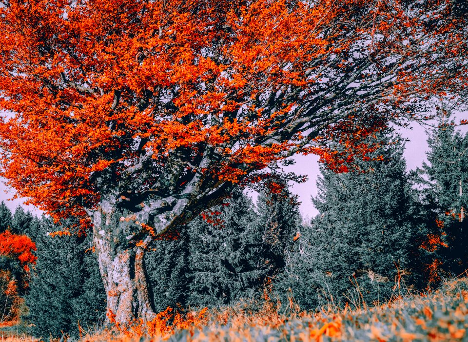 Deciduous tree autumn forest leaves