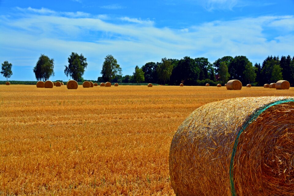 Harvest golden round bales