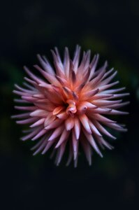 Bloom blossom summer flower