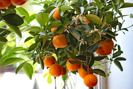 Clementines citrus fruit vitamins photo