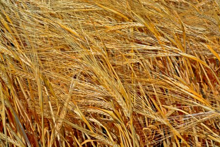 Agriculture grain field