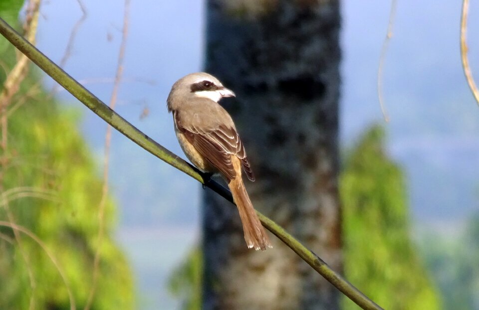 Aves laniidae migratory