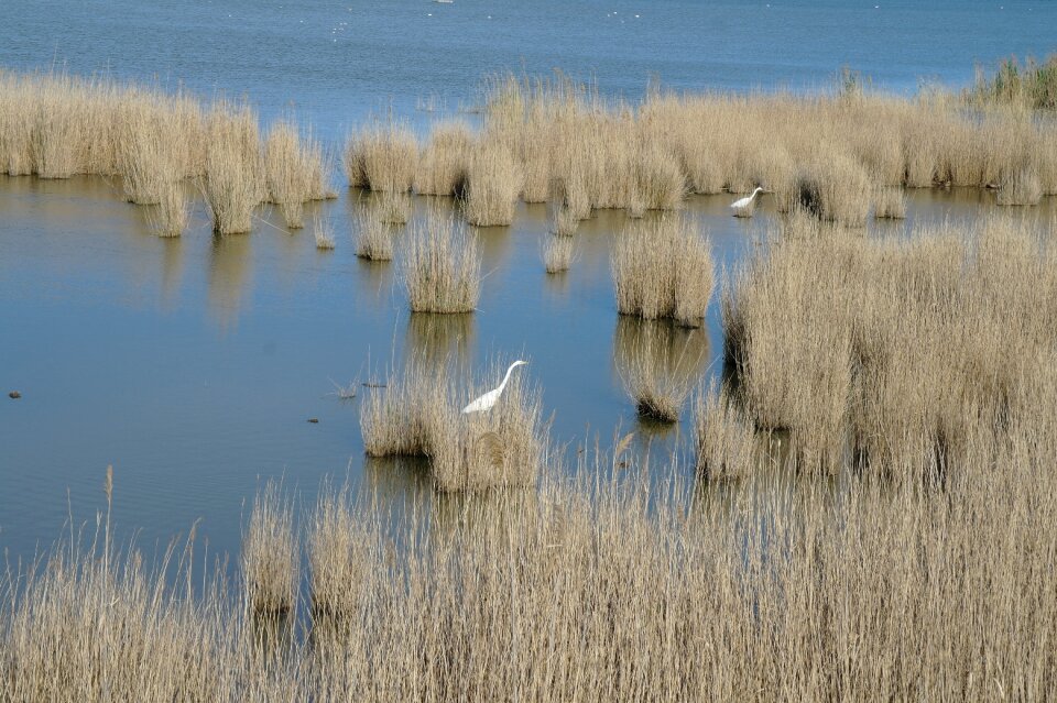Ebro delta park flemish