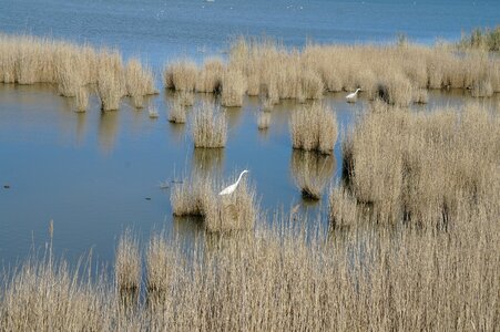Ebro delta park flemish photo