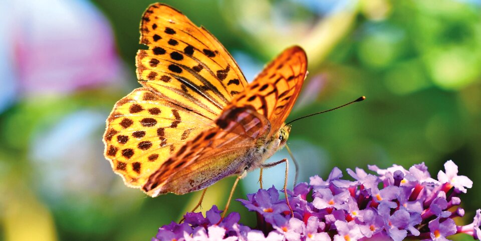 Wing orange insect photo