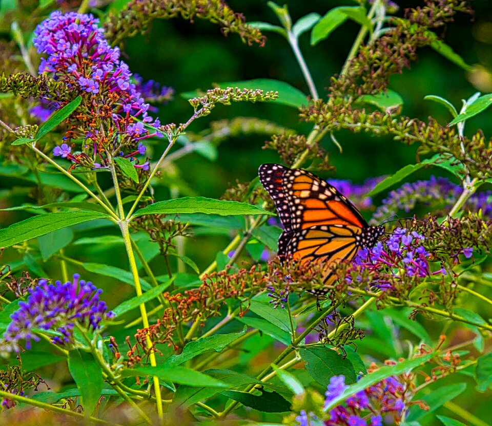 Flower nature green butterfly