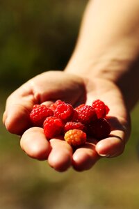 Berry summer fruit