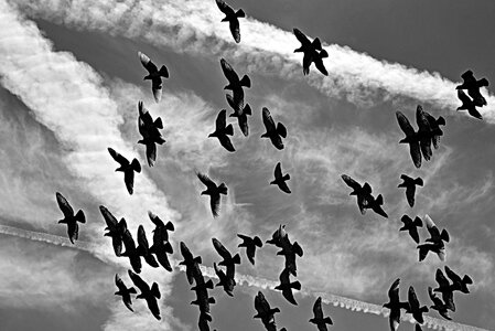 Flock flight flying photo