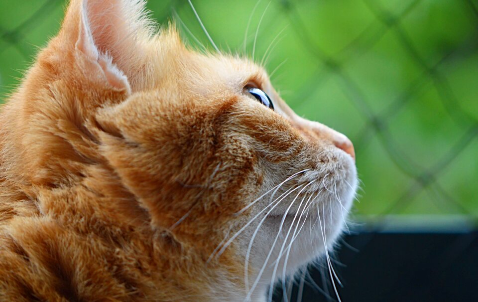Domestic cat pet animal