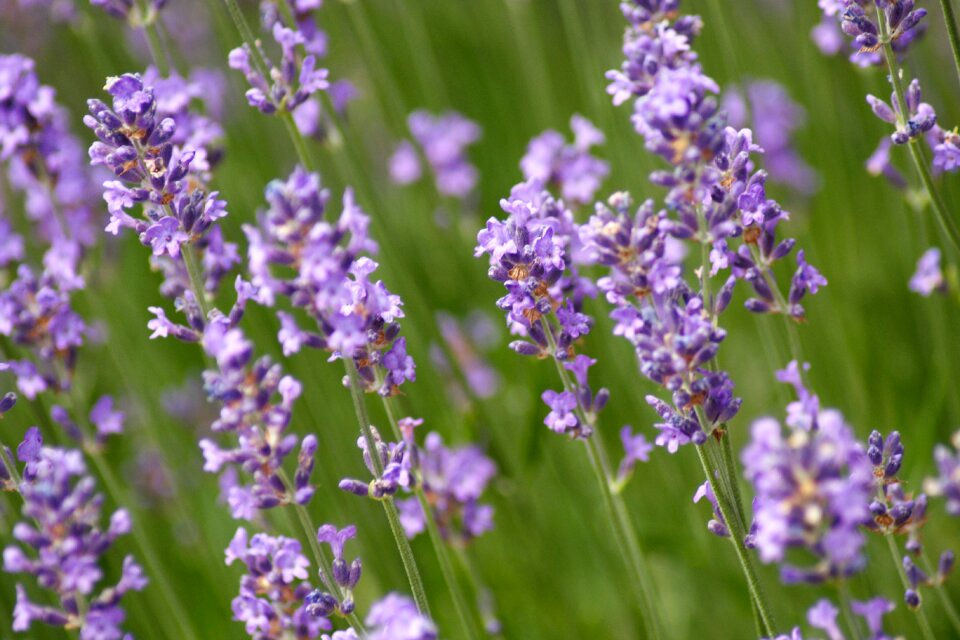 Purple nature garden