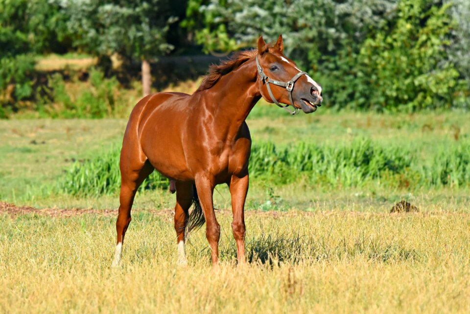Equine standing neighing