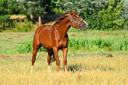 Equine standing neighing photo