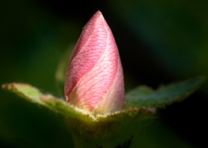 Plant garden quince