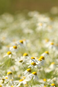 Meadow summer flower nature