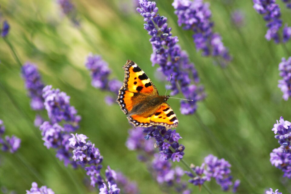 Insect color violet photo